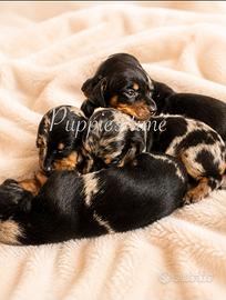 Cuccioli di bassotto