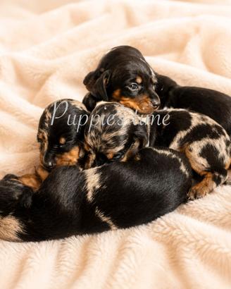 Cuccioli di bassotto