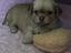 Immagine 4