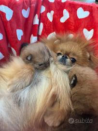 Spitz di pomerania Mini