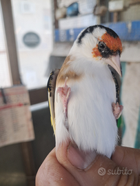 Cardellina pezzata e canarini