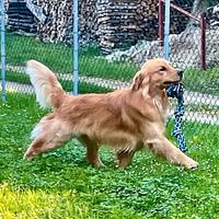 Monta Golden Retriever Linea Americana