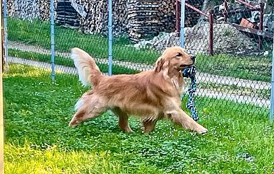 Monta Golden Retriever Linea Americana