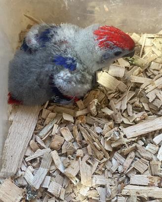 Pappagallo lory eos bornea