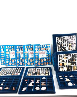 COLLEZIONE CONCHIGLIE DAL MONDO FABBRI EDITORE 