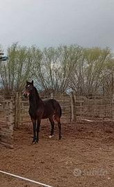 Puledro castrato Anam 2 anni