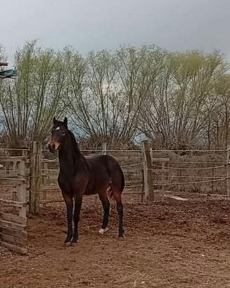 Puledro castrato Anam 2 anni