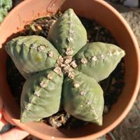 astrophytum nudum