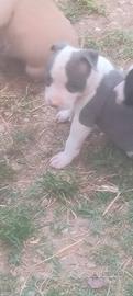 Cuccioli Amstaff