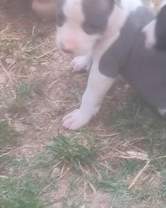 Cuccioli Amstaff
