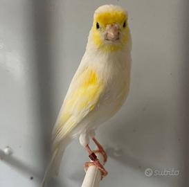 Canarino giallo mosaico