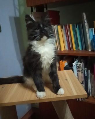 MAINE COON Smoke Tuxedo XXL