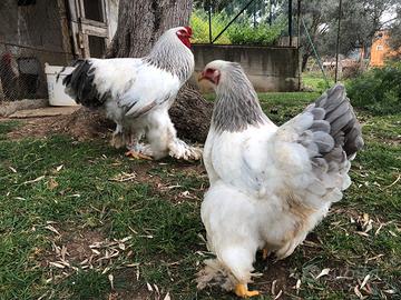 Gallina bramha