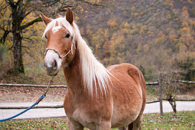 Puledra avelignese
