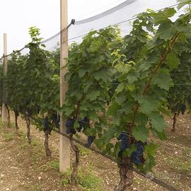 Rete antigrandine e Anti-Volatili 100x5 Nuova