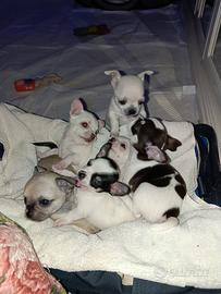 Chihuahua cuccioli