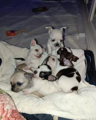 Chihuahua cuccioli