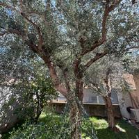 Pianto di olivo -ulivo