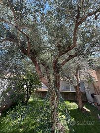 Pianto di olivo -ulivo