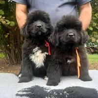 Cuccioli di Terranova d'allevamento riconosciuto