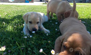Cuccioli di labrador