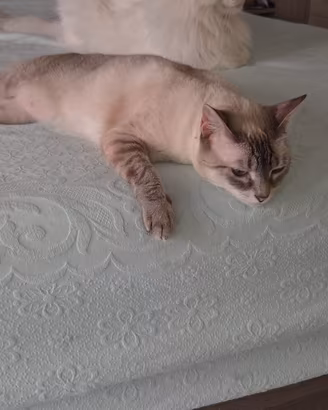 Gatta femmina