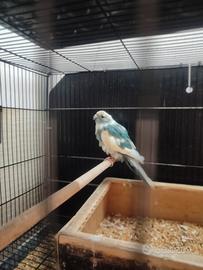 Kakariti coppia