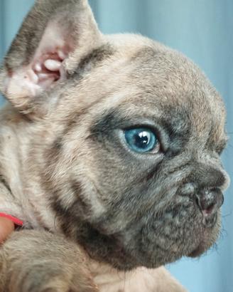 Bulldog francese