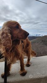 Cocker Spaniel Inglese da Monta