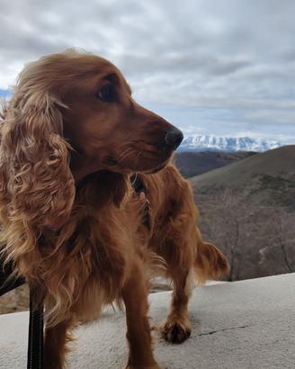 Cocker Spaniel Inglese da Monta