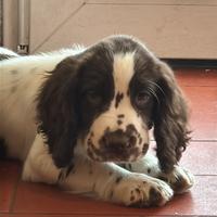 Cucciolo Springer Spaniel Inglese