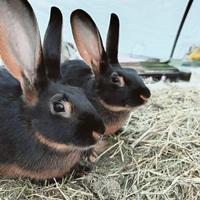 Bellissime lepri belga