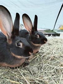 Bellissime lepri belga