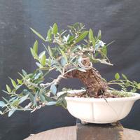 Bonsai Phillyrea Angustifolia