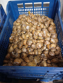 Lumache da terra e derivati