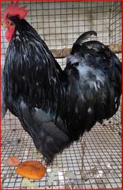 Galletti razza Cocincina nana