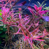 Rotala rotundifolia pianta acquario rossa