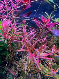 Rotala rotundifolia pianta acquario rossa