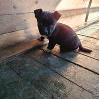 Cicciolo taglia piccola