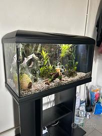 Acquario 