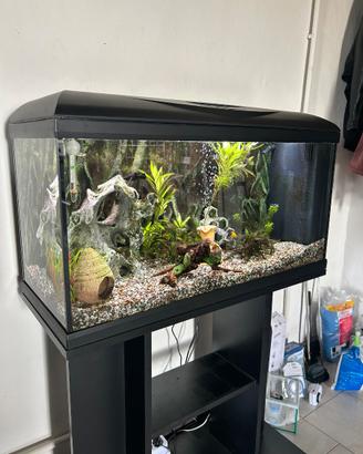 Acquario 
