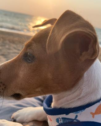 Jack Russell Terrier
