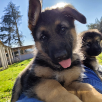 Cucciolo di pastore tedesco