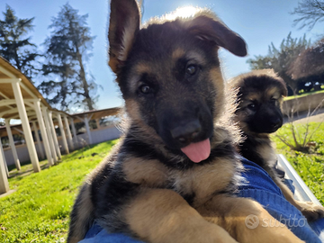 Cucciolo di pastore tedesco