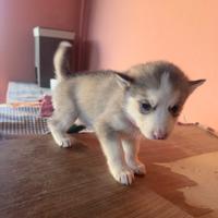 Cucciolo di alaskan malamute