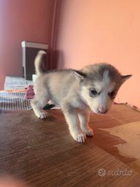 Cucciolo di alaskan malamute