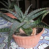 Pianta grassa Aloe Exotic, in vaso rotondo cm 30