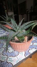 Pianta grassa Aloe Exotic, in vaso rotondo cm 30