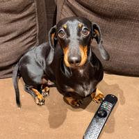 Bassotto nano maschio disponib. per accoppiamento