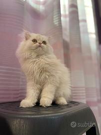 Cucciolo persiano, maschio beige